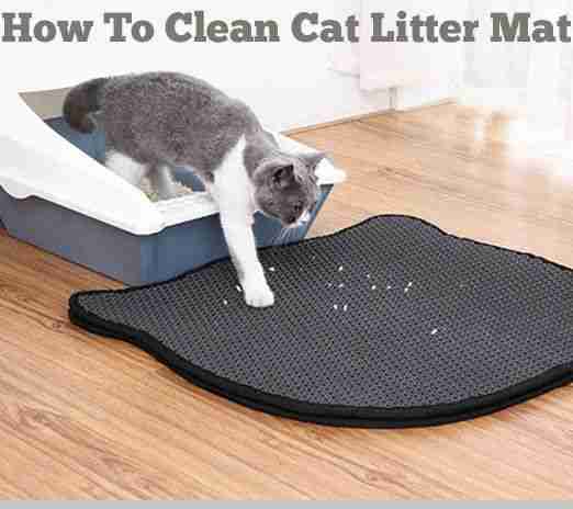 How To Clean Cat Litter Mat The Easy Way